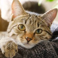 S'inspirer des chats ?