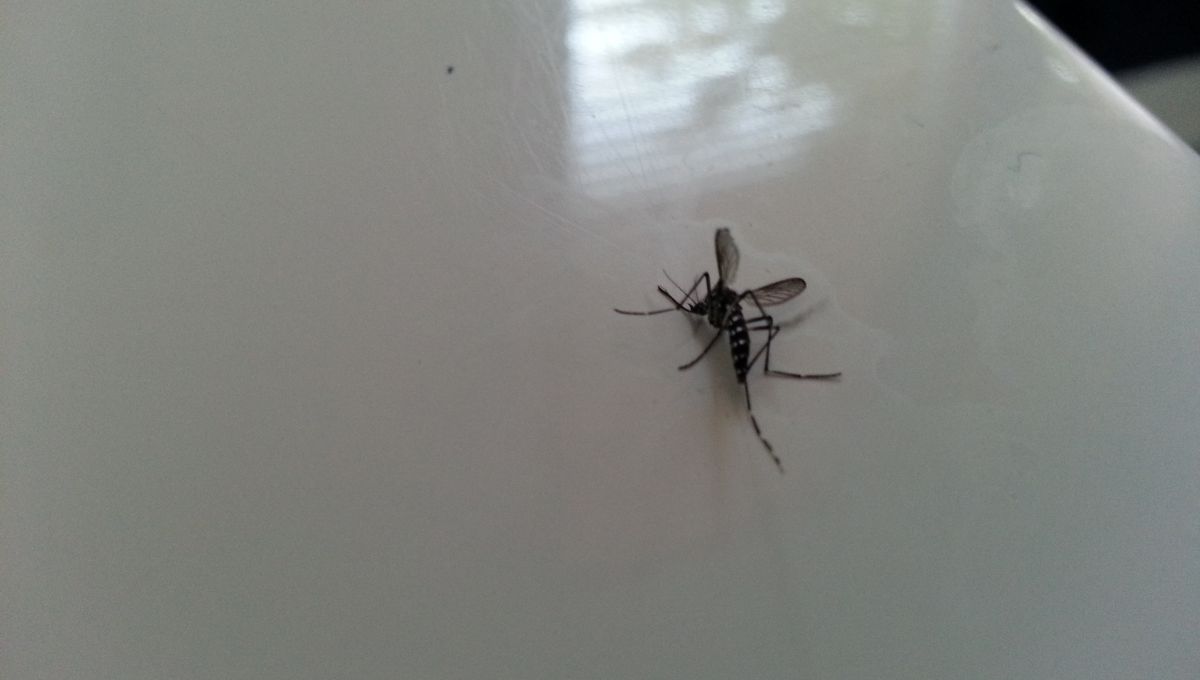 Le Moustique Tigre Bel Et Bien Implante En Vienne Et Deux Sevres