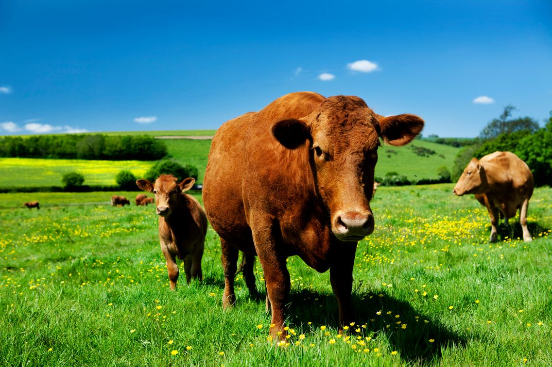 Bœuf, taureau, vache ce que nous leur devons à travers l'Histoire Bœuf, taureau, vache ce que nous leur devons à travers l'Histoire