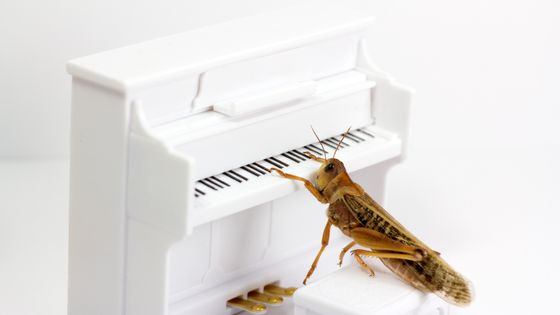 Insectes & Musique - Musique connectée du 04/09/2020 ©Getty - Fernando Trabanco Fotografía