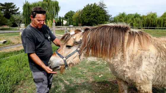 Ce cheval a eu une oreille sectionnée.