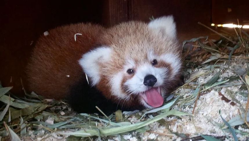 Le Departement Repond A France Inter Et Propose Le Prenom Chantal Pour Le Panda Du Parc De Cleres