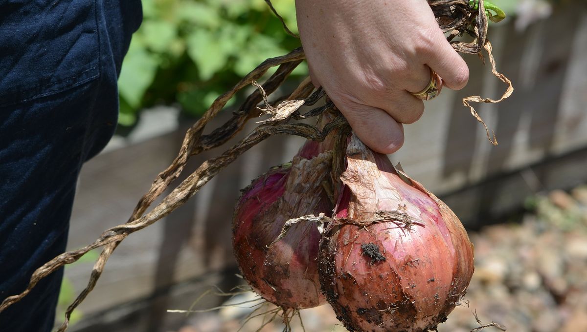 Les Jardins De Meslay A Parcay Meslay