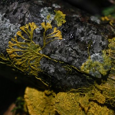 L'apparence du Physarum polycephalum est peu ragoûtante. De quoi refréner des vocations de blobeurs ? Photo prise au Parc zoologique de Paris.