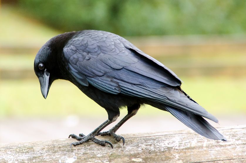 La Conscience Des Corbeaux