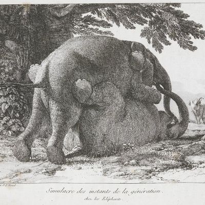 En vrai, ça n'est pas comme ça que ça marche chez les éléphants. La gravure de Jean-Pierre Houel est un monument d'anthropomorphisme.