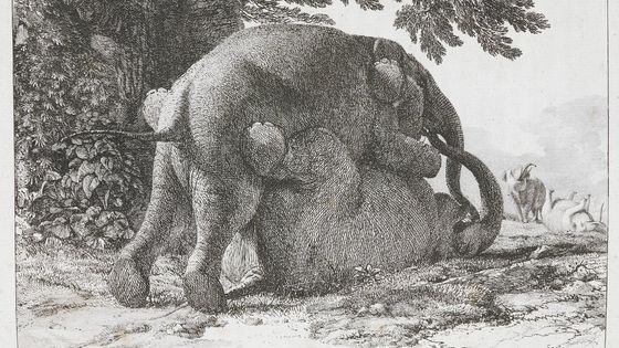 En vrai, ça n'est pas comme ça que ça marche chez les éléphants. La gravure de Jean-Pierre Houel est un monument d'anthropomorphisme. - Jean-Pierre Houel