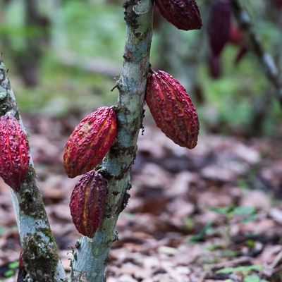 Photo de fèves de cacao mûres prise en Équateur.