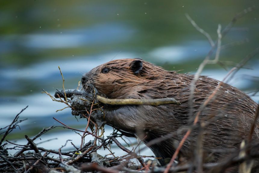 Castors et loutres sur les rivières de la Vienne