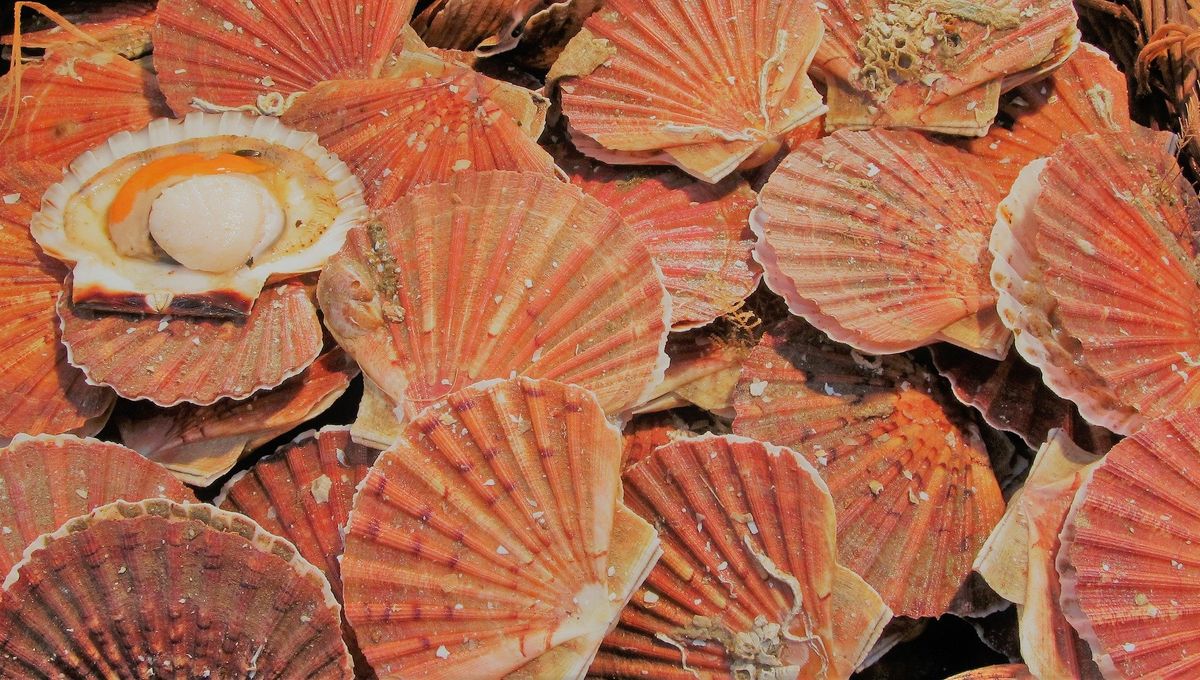 Les Toques La Coquille Saint Jacques Les Toques La Coquille Saint Jacques