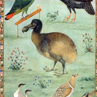 Loriculus galgulus, Tragopan melanocephalus & Pterocles indicus
