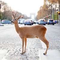 Comment faire cohabiter les animaux sauvages en ville ?