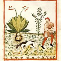 Arrachage d'une mandragore (Manuscrit Tacuinum Sanitatis, Bibliothèque nationale de Vienne, v. 1390)