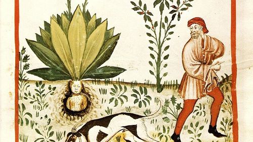 L Animal Dans Les Pratiques De Consommation France Culture