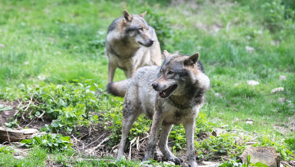 rencontre loup mercantour