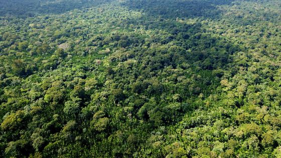 Vue aérienne de la Forêt amazonienne ©Getty - Ricardo Lima