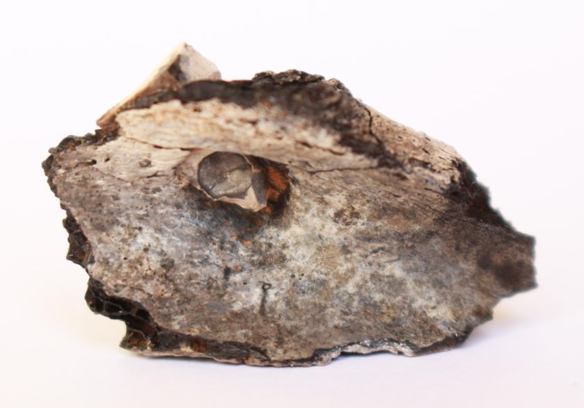 Pointe de projectile fichée dans lomoplate gauche de lindividu du site de Beisamoun (7100-6400 avant notre ère)