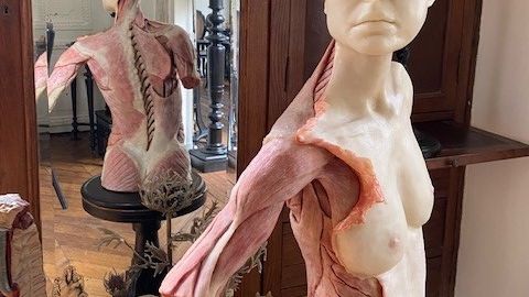 Une céroplastie de Nathalie Latour dans son atelier - Laurent Paulré