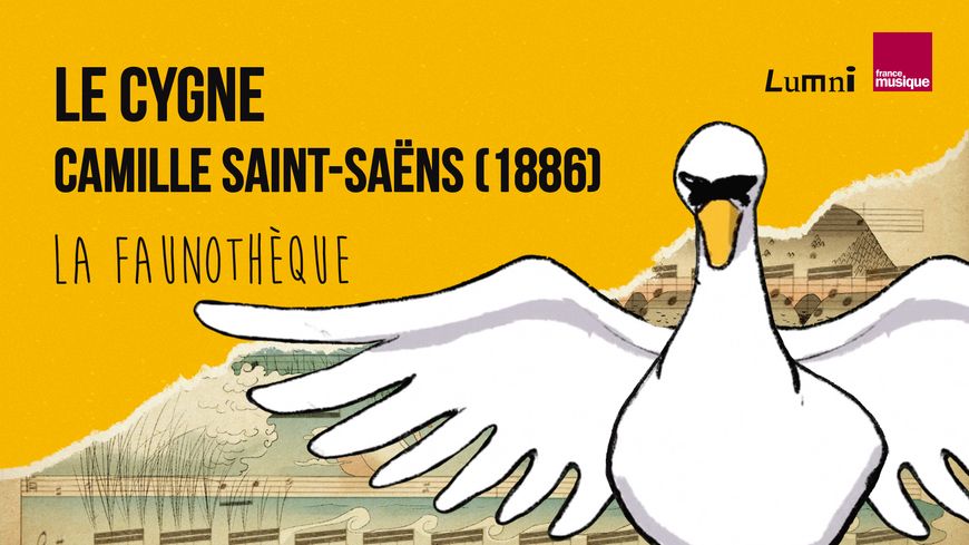 La Faunothèque : Le Cygne de Saint-Saëns
