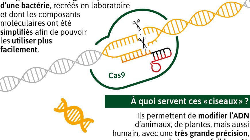 Les "ciseaux génétiques CRISPR-Cas9"
