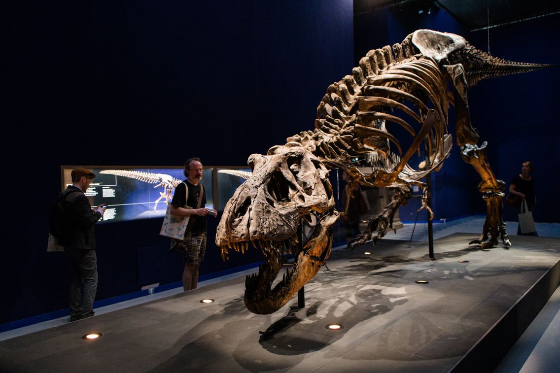 Un Squelette De T Rex Sera Vendu A New York