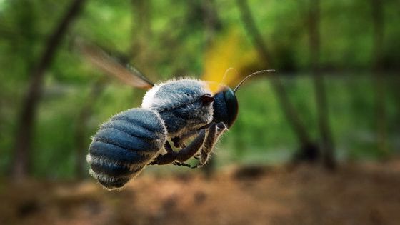 L'abeille bleue de Floride (Osmia calaminthae) récemment redécouverte dans le Comté des Higlands ©Getty - Joao Paulo Burini
