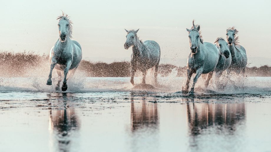 Le cheval en occitan