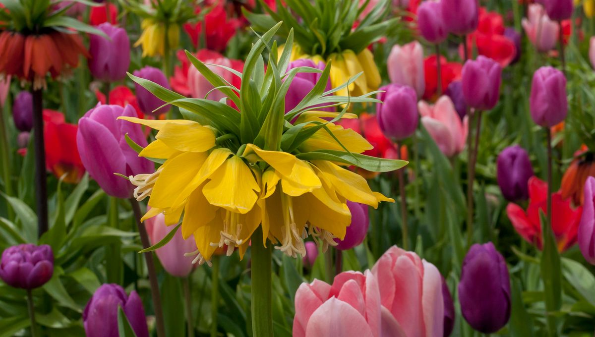 Willemse, une jardinerie en ligne du Nord, voit ses commandes tripler