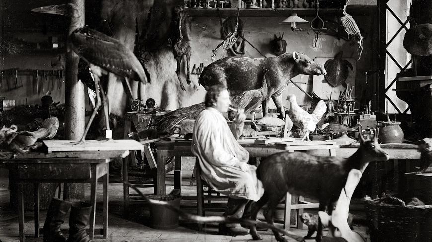 "Laboratoire de taxidermie", photographie de Eugène Trutat (1840-1910) conservée par le muséum de Toulouse. (Date inconnue)