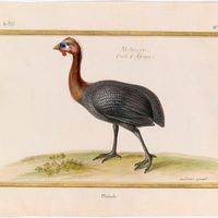 Meleagris / Poule d'Afrique, Nom vulgaire : Pintade. Par Claude Aubriet, 18ème siècle.