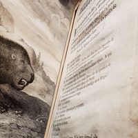 Gravure de castor, livre de Claude Perrault "Description anatomique d'un caméléon, d'un castor, d'un dromadaire, d'un ours et d'une gazelle", 1669.