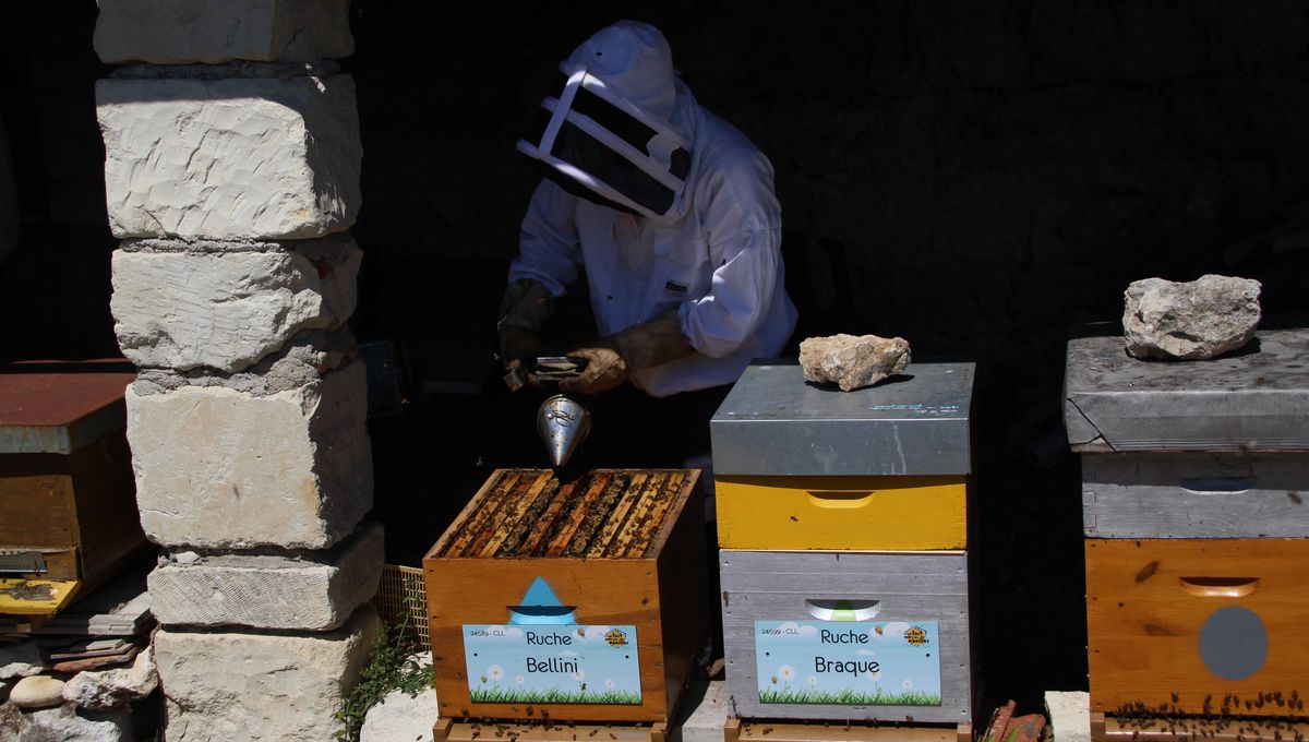 clement leroy apiculteur membre d un toit pour les abeilles