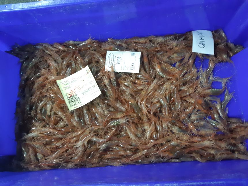 Crevette pêchées du jour, vendues à la criée des Sables d'Olonne, Vendée, novembre 2020