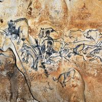 Une paroi ornée de la grotte du Chauvet-Pont d'Arc