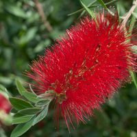 Callistemon petit arbuste décoratif plus connu sous le nom de "Rince bouteilles".