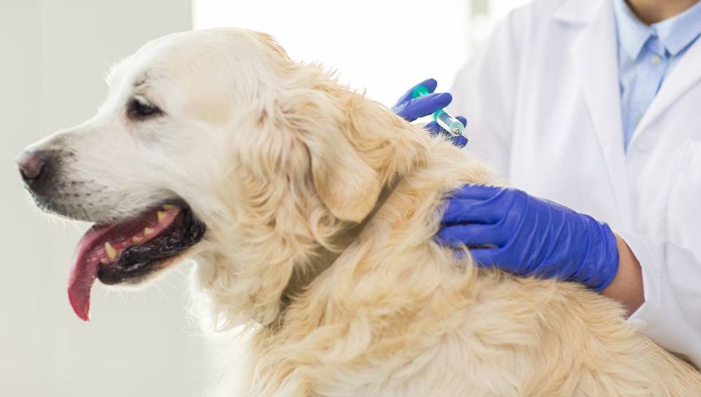 Mon chien a peur du vétérinaire