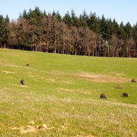 Les sangliers se sont multipliés ces dernières décennies, mais cette multiplication n'est pas sans lien avec le développement d'une forme d'industrialisation de la chasse.