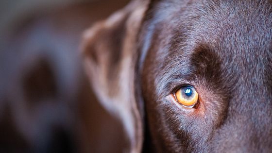 ‘’Les bêtes parlent. Celui-là seul oserait le nier qui pas une fois en sa vie n’a regardé les yeux d’un chien’’ Maurice Genevoix, ''Tendre bestiaire'' ©Getty - Myriel Kimble / EyeEm
