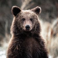 Qu'ont les ours à nous apprendre ? Pourrait-on hiberner comme eux ?