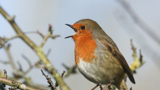Murmures des bocages : quand le musicien anglais Cosmo Sheldrake capture les conversations des oiseaux ©Getty - sandra standbridge