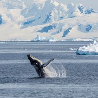 Dans les glaces, sur les traces des aventuriers du climat.