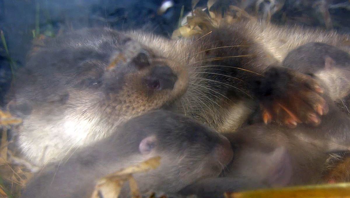 Brest Deux Loutres D Europe Sont Nees A Oceanopolis