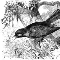 Une ancienne alliance entre un oiseau sauvage et les humains