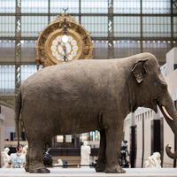 Le destin de Parkie, éléphante exhibée