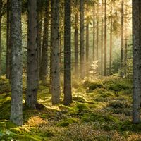 Le réensauvagement des forêts
