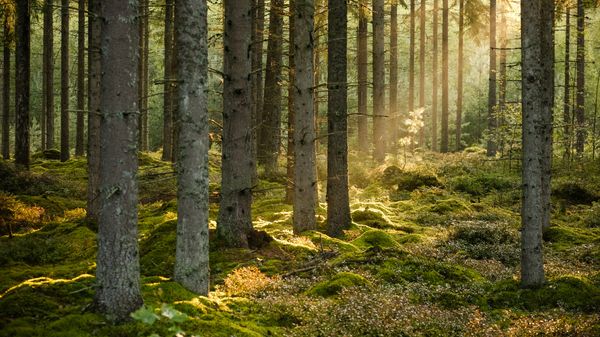 Réensauvagement : acheter des forêts pour les rendre à la nature