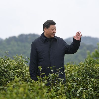 Ankang, Chine, 21 avril 2020 - Xi Jinping visite une plantation de thé située dans la province du Shaanxi.