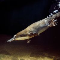 L’ornithorynque pond des œufs, allaite ses petits, a les pattes palmées et un bec. La liste des étrangetés de cet animal est longue, la preuve, on vient de découvrir que ce mammifère est biofluorescent lorsqu’on l’expose à une lumière UV.
