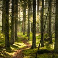 Recréer une forêt primaire en Europe de l’Ouest avec le botaniste Francis Hallé