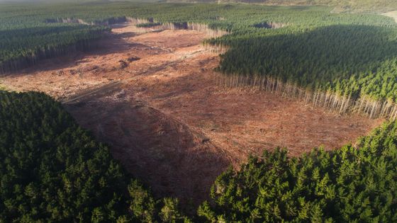 Au Brésil, la déforestation s'est accélérée cette année : c'est l'équivalent de la superficie de l'Île-de-France qui a été abattue en 12 mois, un record depuis 2008. ©Getty - Tahreer Photography